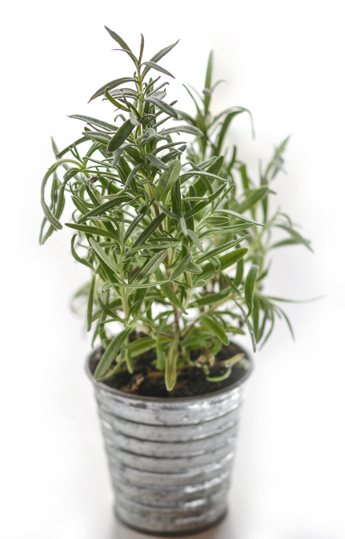 top-10-herbs-Rosemary
